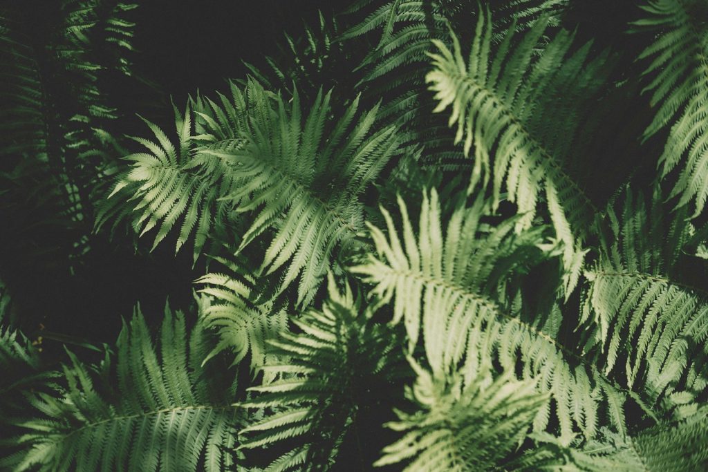 green fern plants